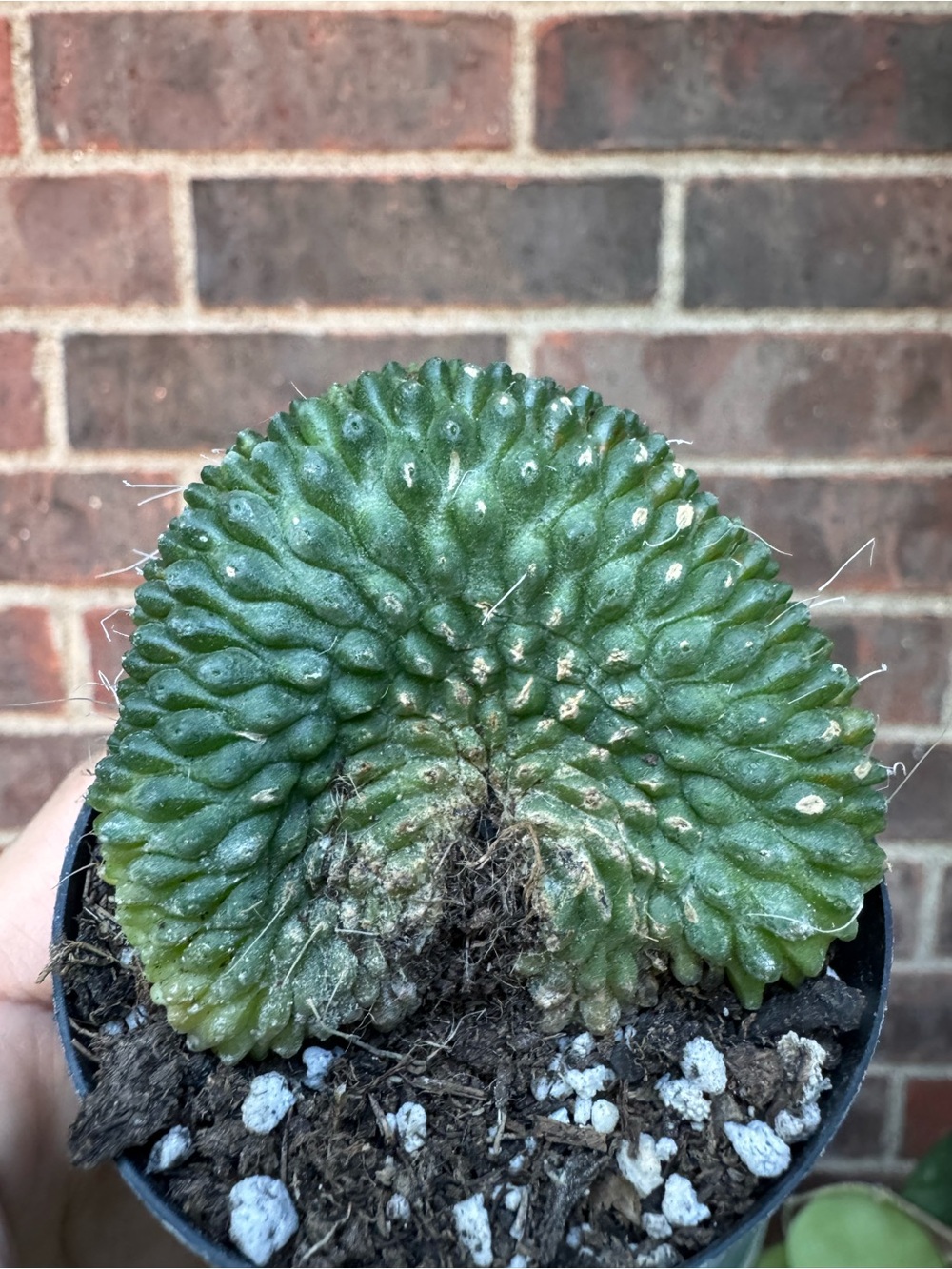 Mammilaria spinosissima un pico cristata starter plant